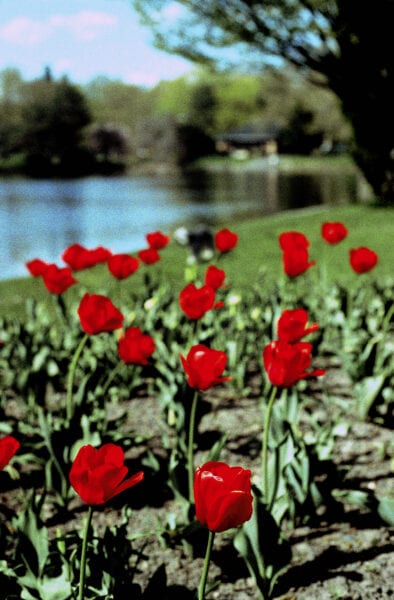 pepper in the tulips